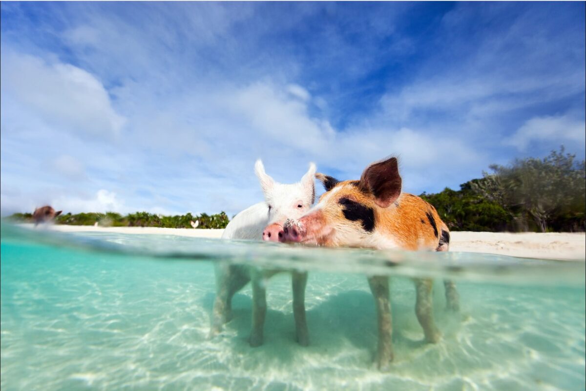 Jour 7 – Staniel Cay et les célèbres cochons nageurs