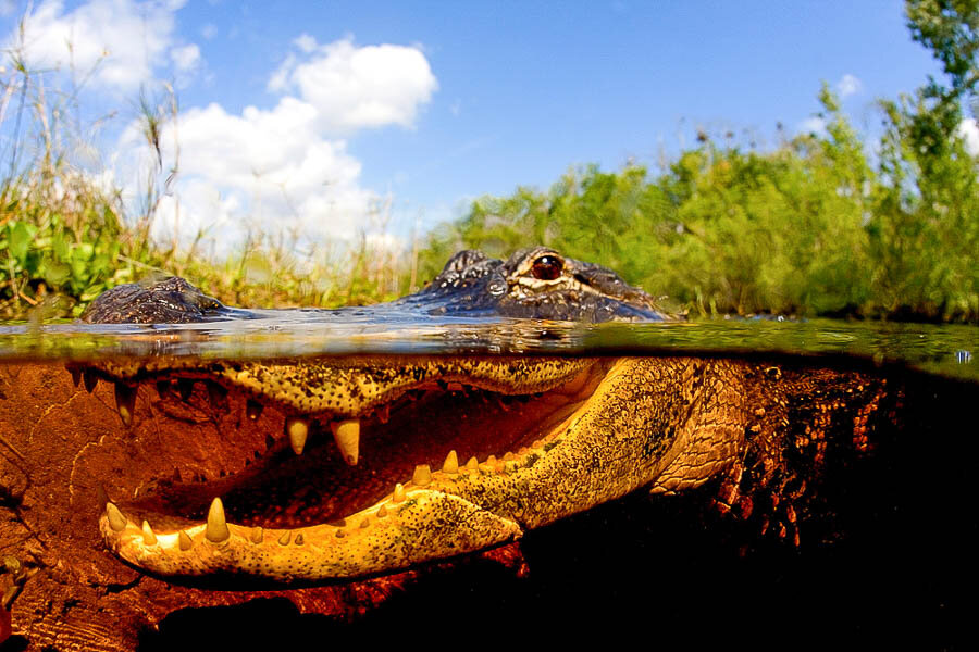 Jour 2 – Excursion dans les Everglades